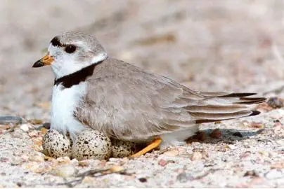 piping plover bird