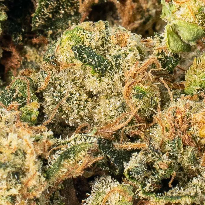 | The Piping Plover Dispensary