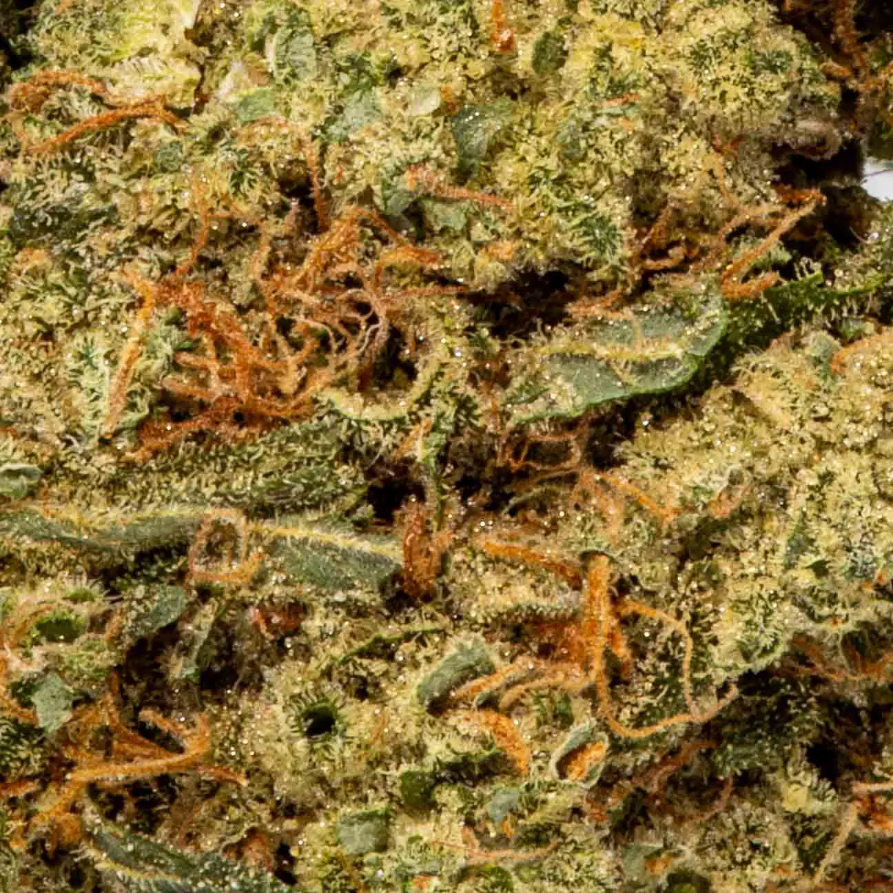 | The Piping Plover Dispensary