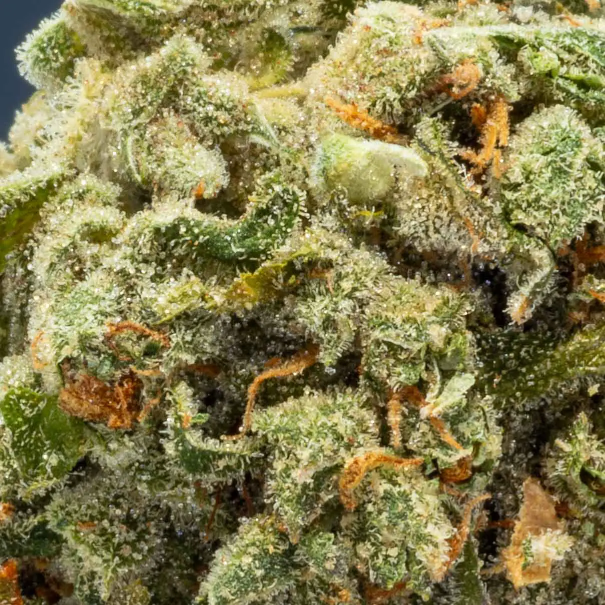 | The Piping Plover Dispensary