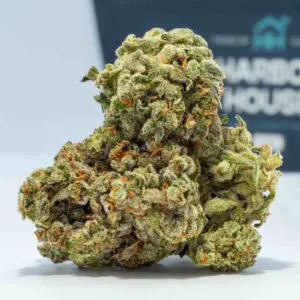 Orange Vanilla Milano (3.5g Flower) | The Piping Plover Dispensary Orange Vanilla Milano (3.5g Flower)