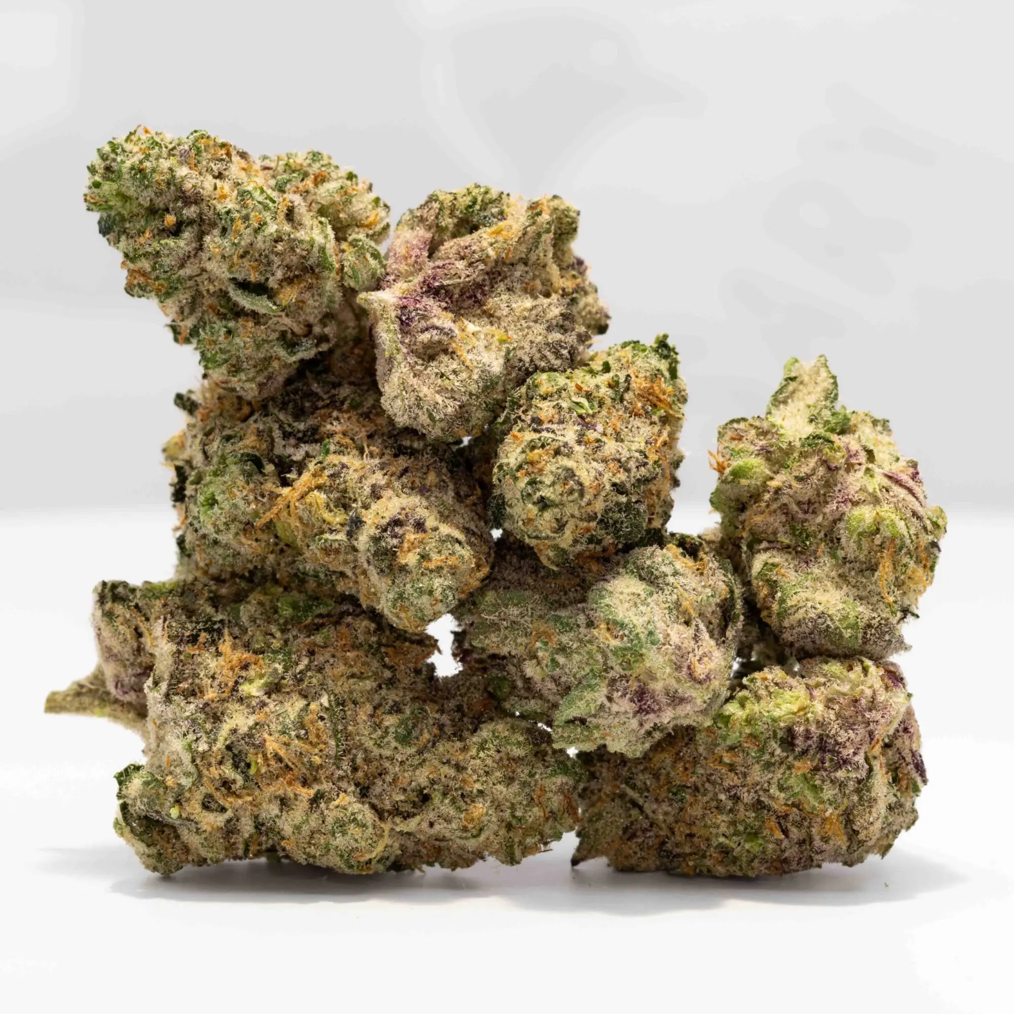 | The Piping Plover Dispensary