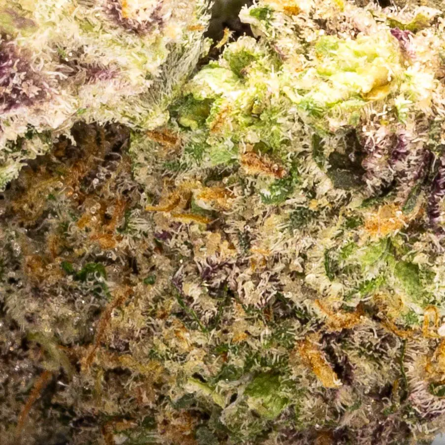 | The Piping Plover Dispensary