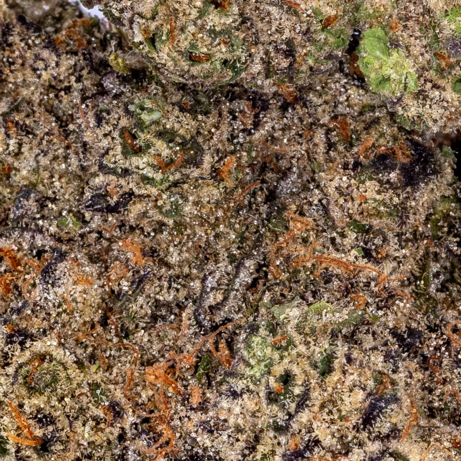 | The Piping Plover Dispensary