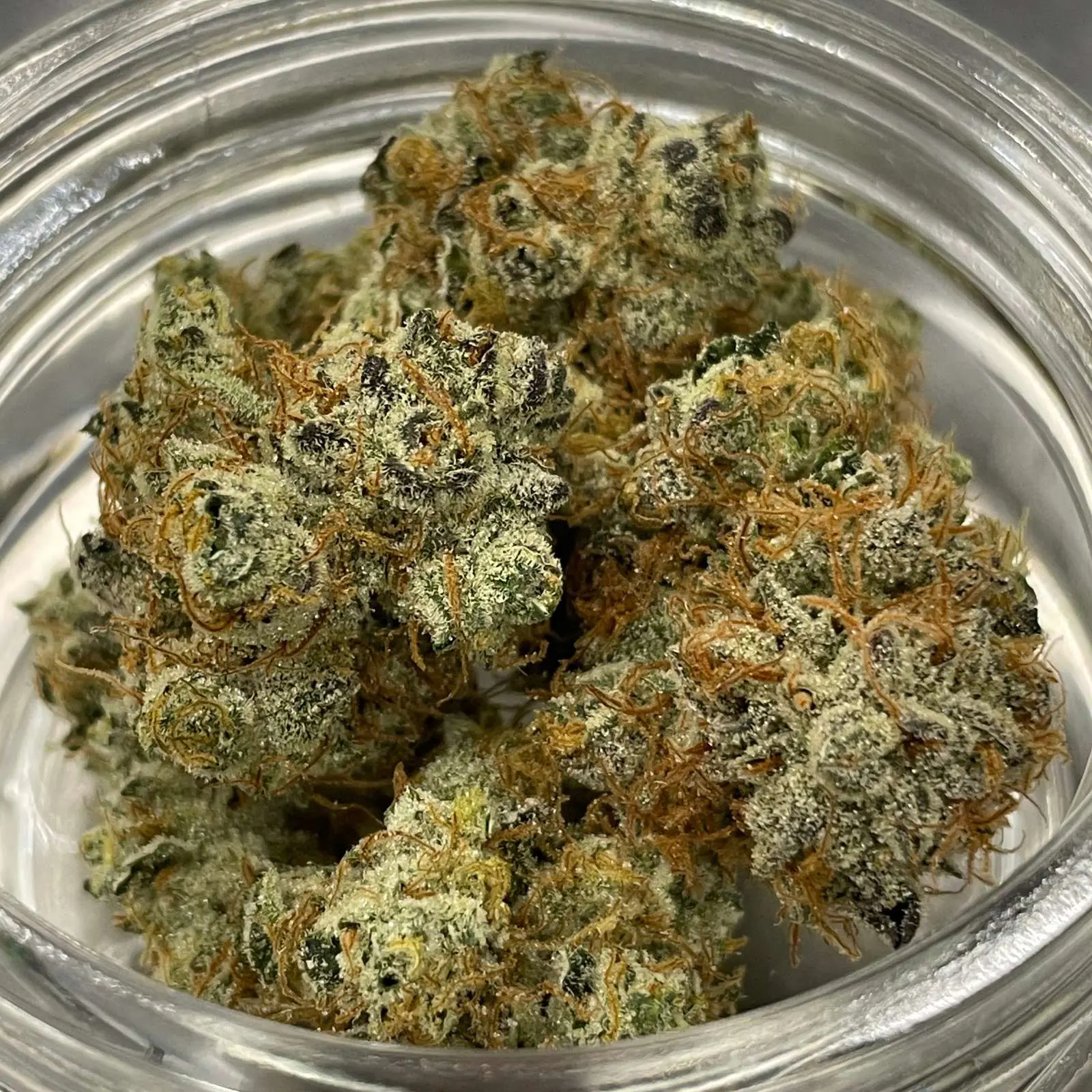 | The Piping Plover Dispensary