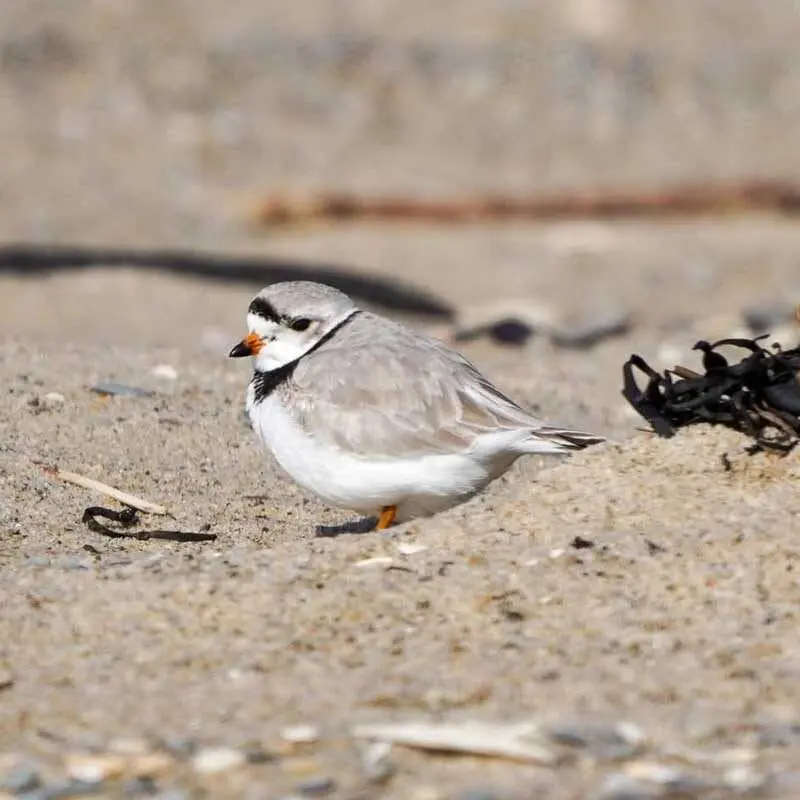 | The Piping Plover Dispensary Birds by Keegan plover photo