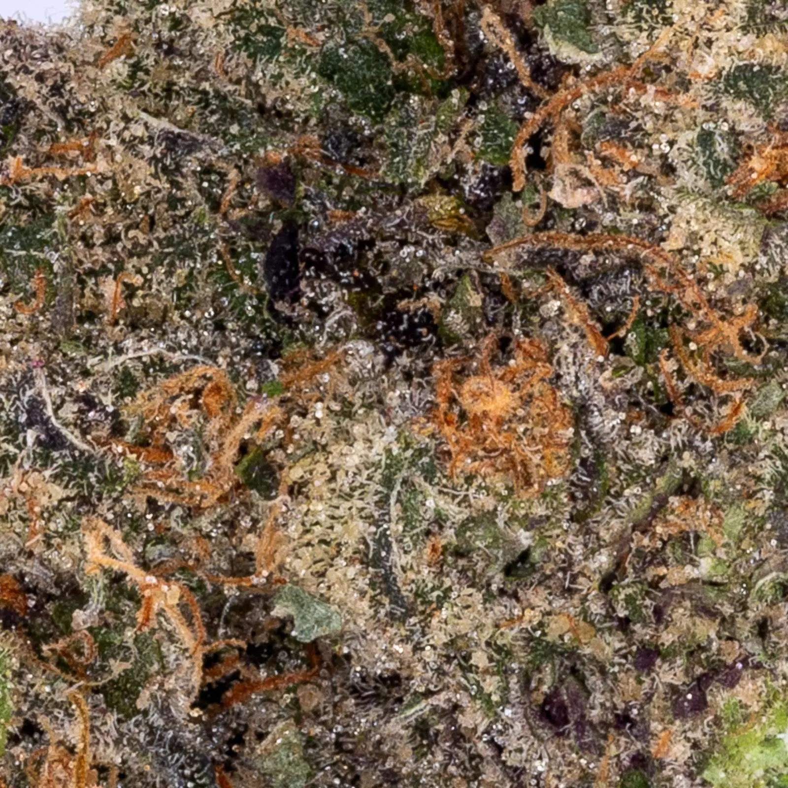 | The Piping Plover Dispensary