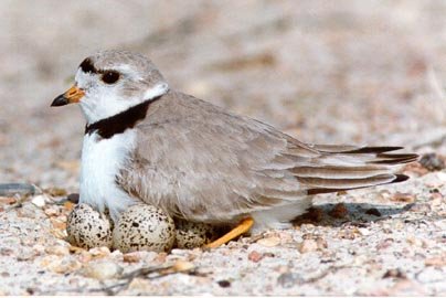 piping plover bird