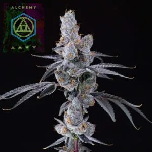 Lion's Breath (14g Small Buds)