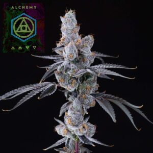 Lion's Breath (14g Small Buds) | Alchemy