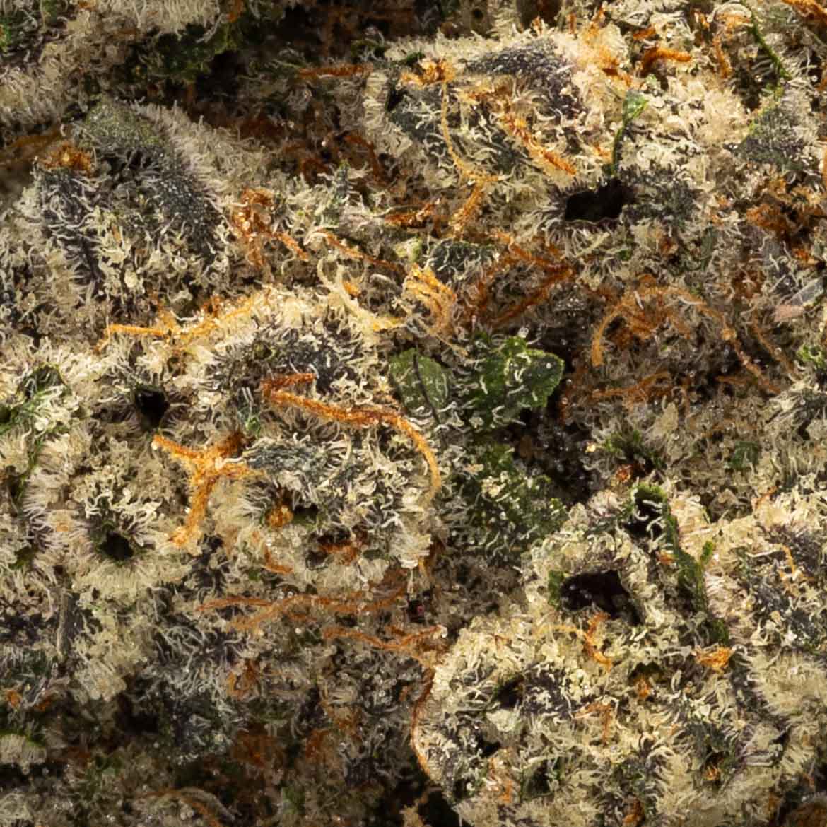 Grease Monkey (3.5g Flower) | Northeast Alternatives