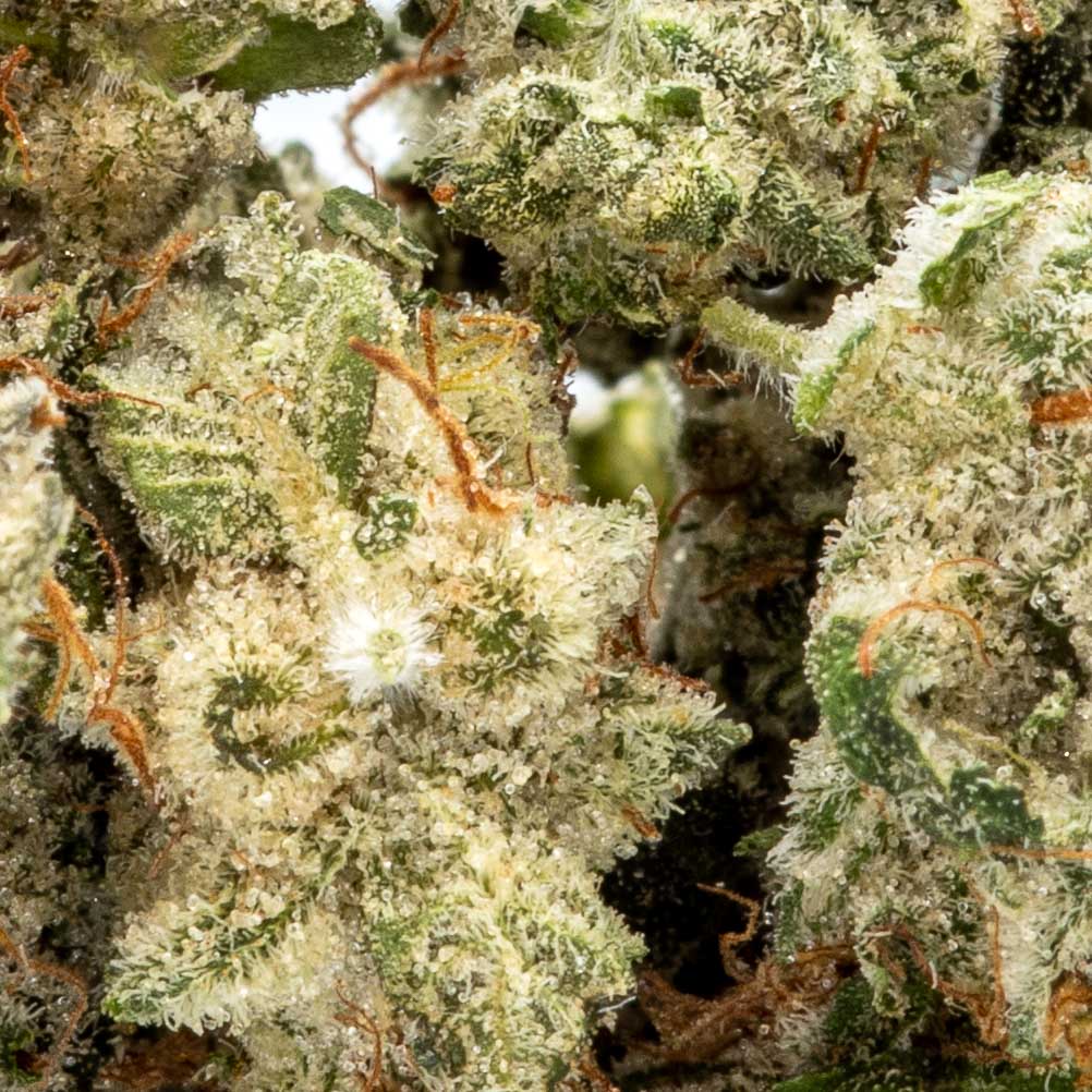 Hash Plant (3.5g Flower)