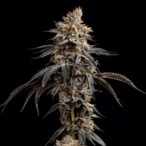 Tropicana Banana (3.5g Flower) | Good Chemistry