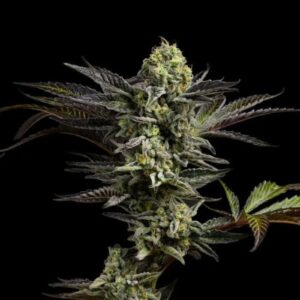 Gas Face (3.5g Flower) | Good Chemistry