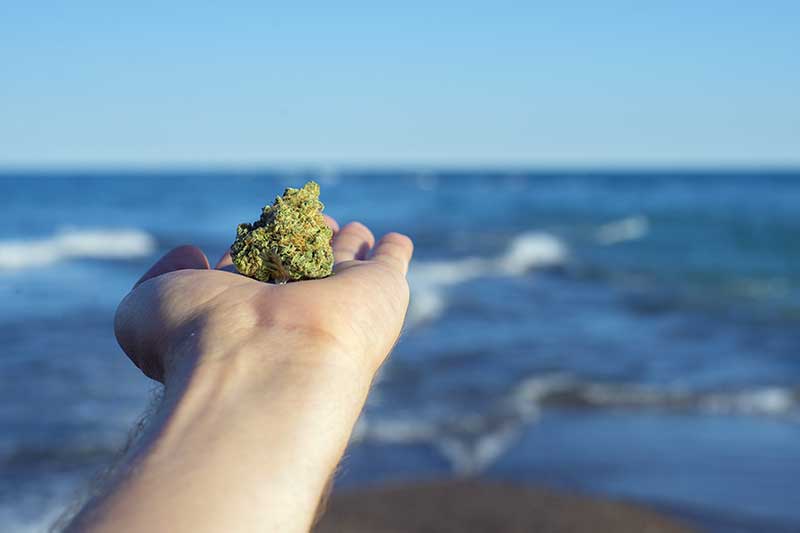 cape cod dispensary wellfleet ma -  photo of hand holding cannabis nug with beach in background