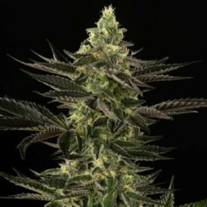 Lemon Chip Gelato (3.5g Flower) | Good Chemistry