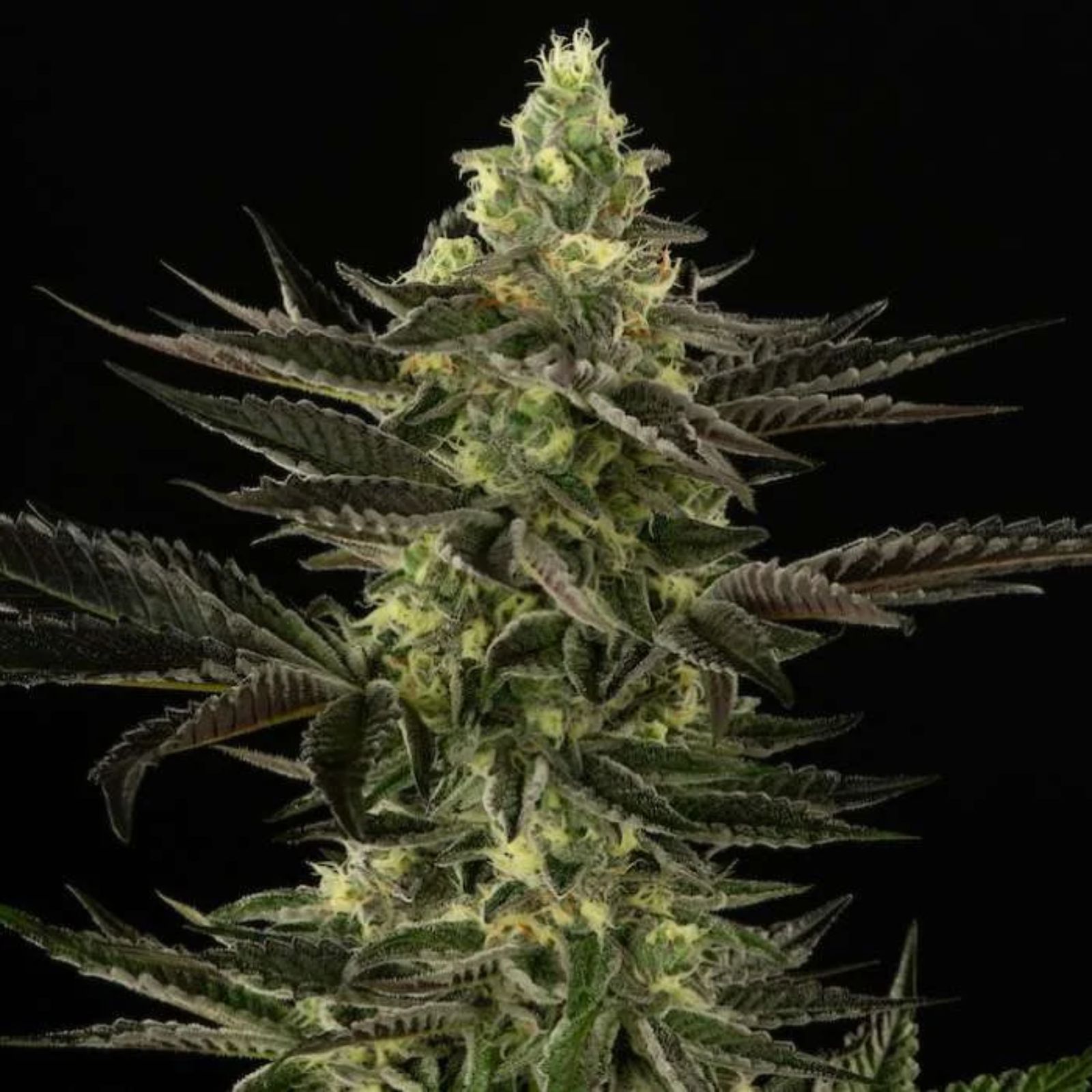Lemon Chip Gelato (3.5g Flower) | Good Chemistry