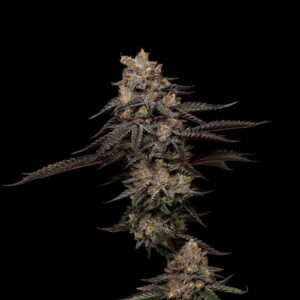 Ice Cream Cake (3.5g Flower) | Good Chemistry